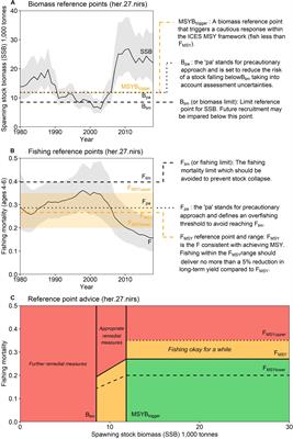 Refining Fisheries Advice With Stock-Specific Ecosystem Information